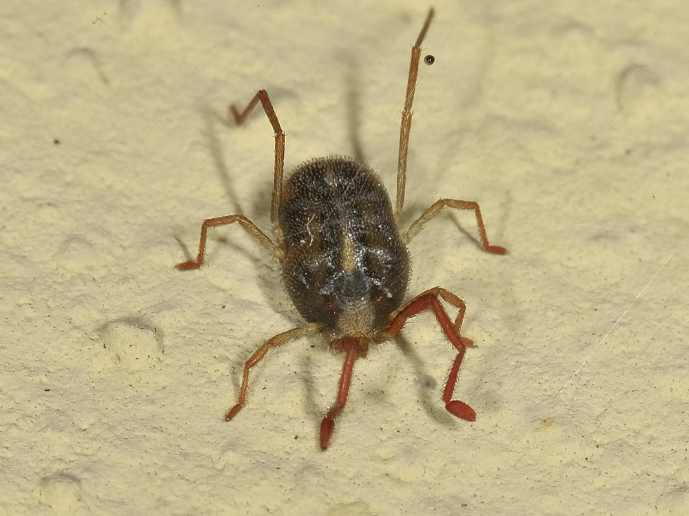Erythraeidae?